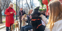Более 50 животных нашли хозяев на мероприятии "Моспитомец х Четвероногий друг" - M24.Ru