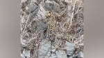 В Китае обнаружили дальневосточного леопарда, неизвестного российским ученым