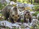 Медведи угрожали волонтерам в ходе поисках семьи Усольцевых