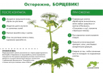 Лосиный остров борется с борщевиком: 16 га под контролем!