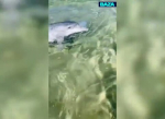 Дельфин устроил цирковое представление в море в Сочи