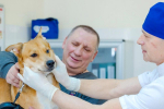 Москва продолжает цифровизацию ветеринарной службы